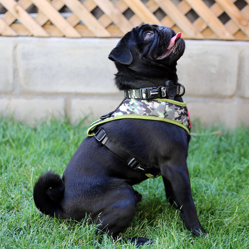 Brnx Arnes Camuflaje Perro Talla M