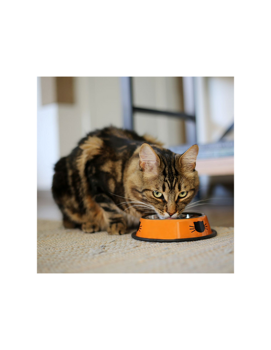 Brnx Plato Acero Inoxidable Para Gatos