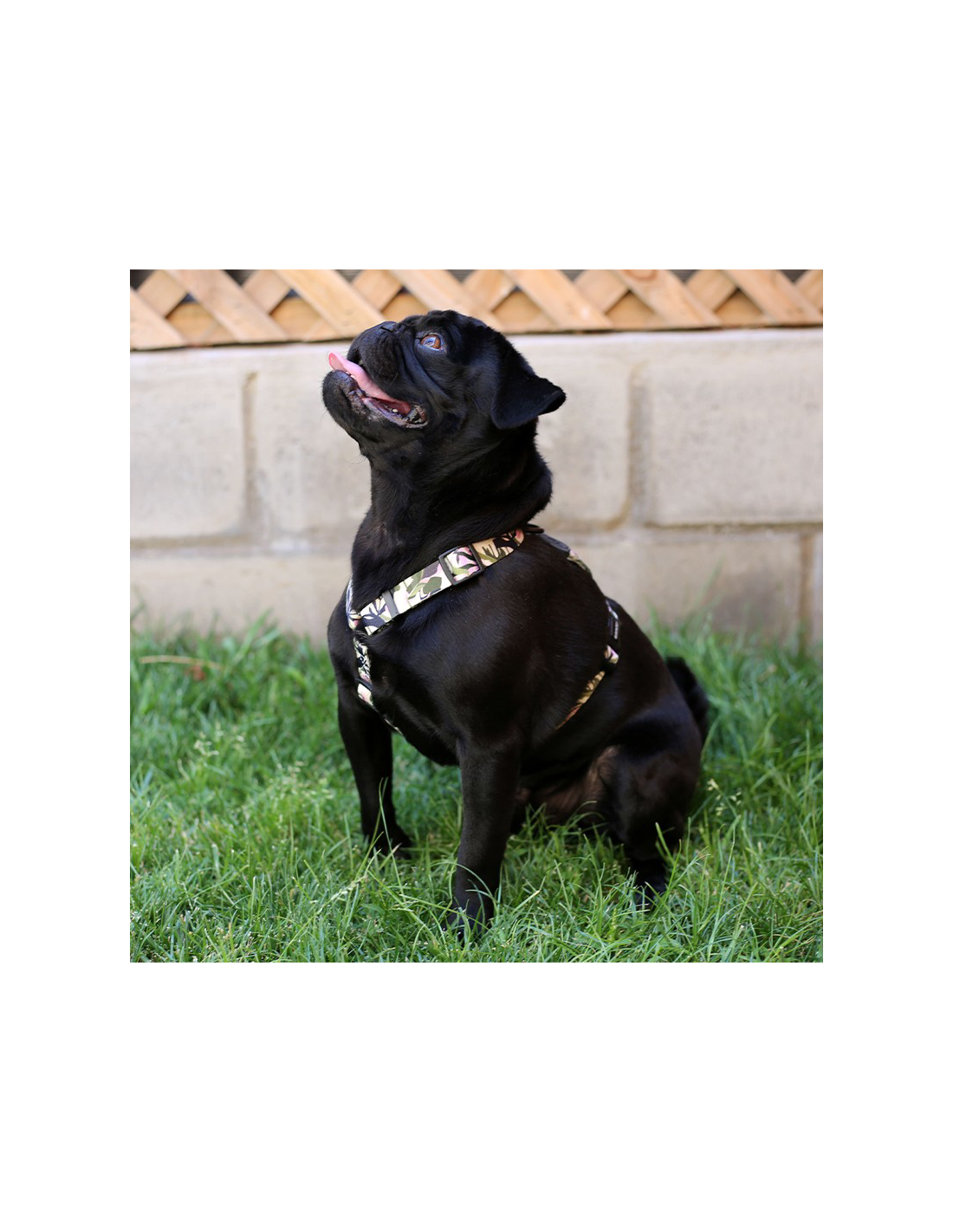 Brnx Arnes Dog H Forest Pink Talla M
