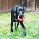 KONG RING MEDIUM 13-30KG