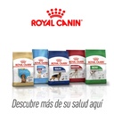 ROYAL CANIN MINI PUPPY