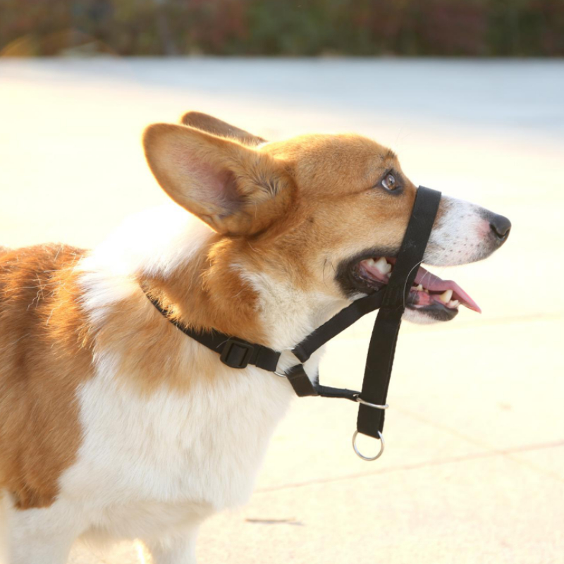 PAWISE DOG HEAD COLLAR - BOZAL ANTI TIRON